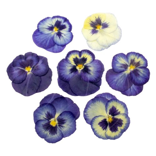 Виола обезвоженная "Синяя бездна" Плоская 20 шт 